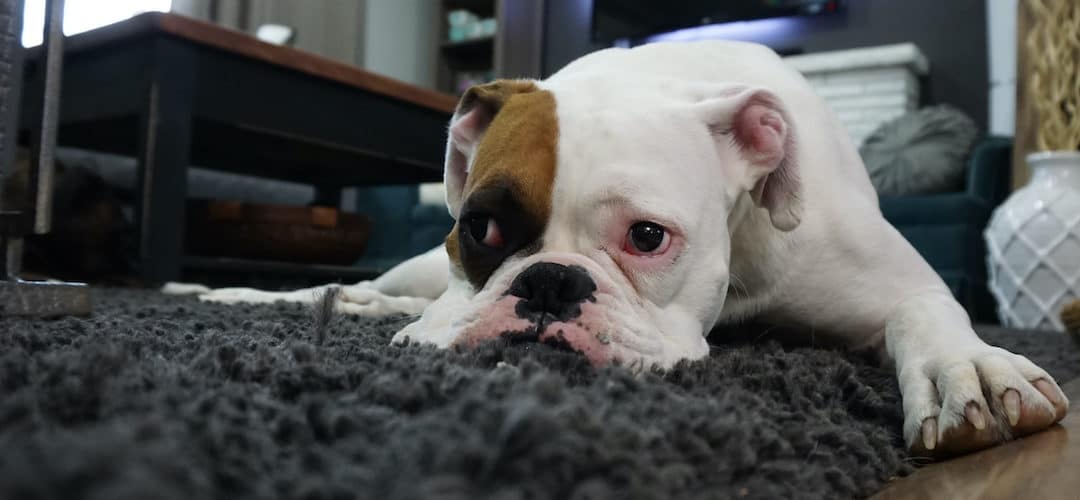 Was mit deiner Ausrichtung im Herabschauenden Hund nicht stimmt