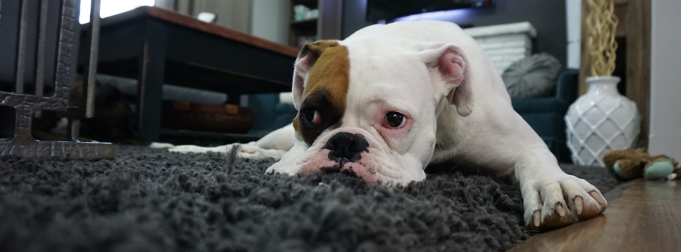 White Boston Terrier dog lying on a black rug